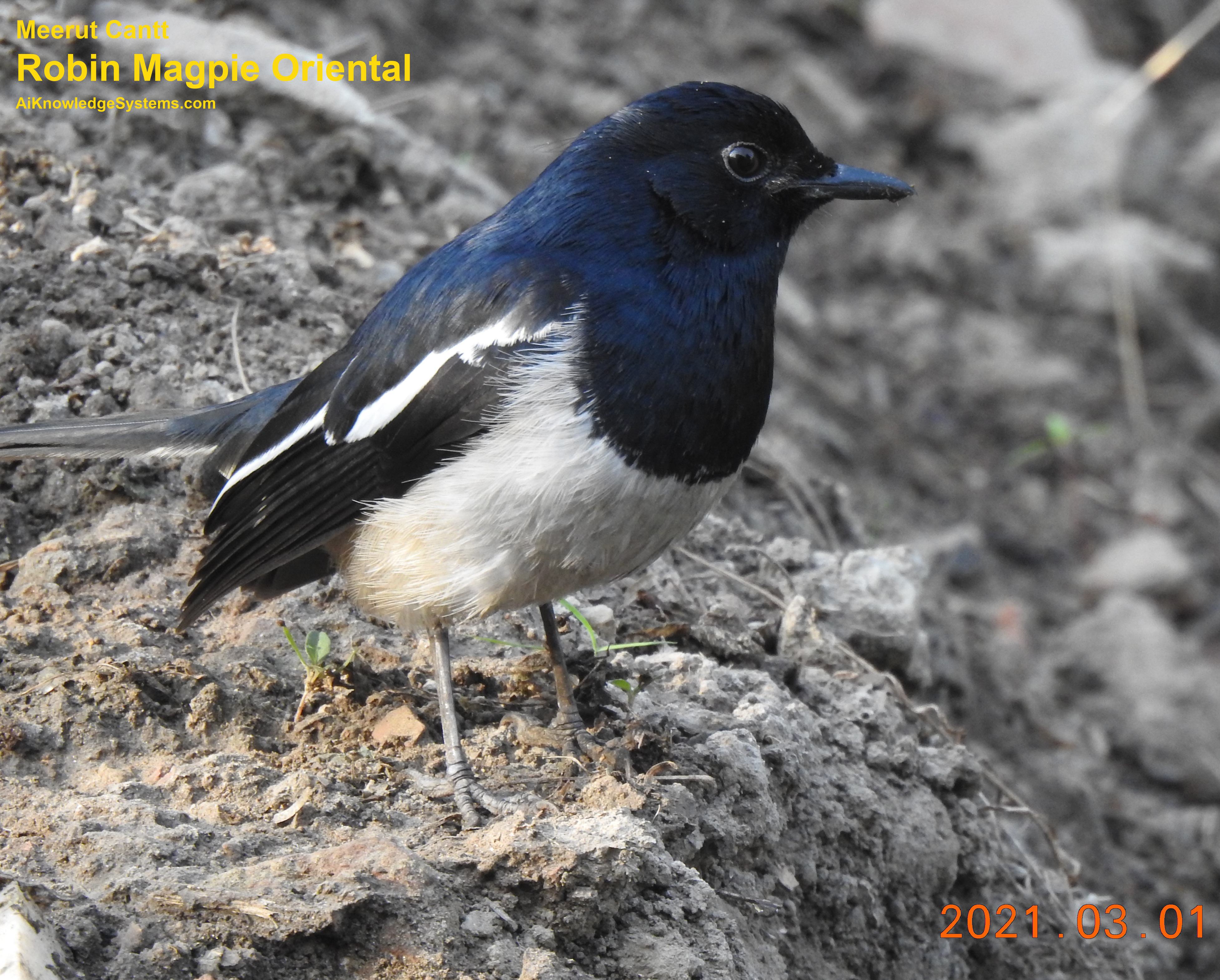 Magpie Robin (137) Coming Soon